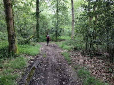 David on the camino track through forest