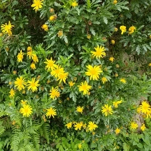 El Camino flowers 1