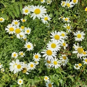 El Camino flowers 2