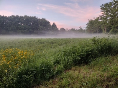 Misty meadow in the morning on the Camino